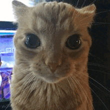 Violent Impulses Orange Cat GIF