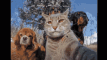 Cat Sokae GIF - Cat Sokae GIFs