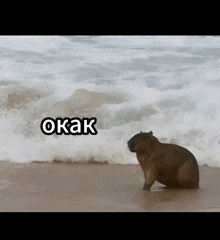 a picture of a capybara on a beach with the word okak above it