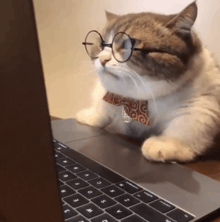 a cat wearing glasses and a bow tie sits on a laptop