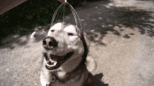 Happy Dog GIF - Dog Massage Cute GIFs