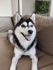 Dog Happydog GIF