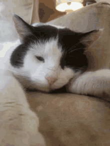 Cat Sleepy GIF - Cat Sleepy Kitten GIFs