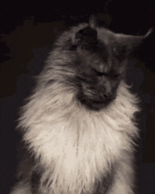 a black and white photo of a cat with a very fluffy fur