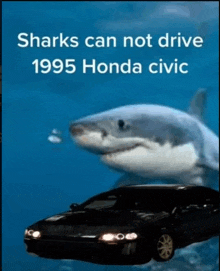 Shark Fact GIF - Shark Fact GIFs