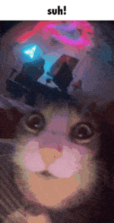 Suh Suh Cat GIF