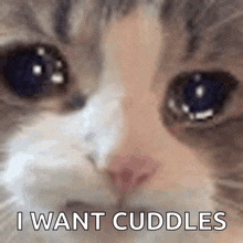 Sad Cat Crying Cat GIF - Sad Cat Crying Cat GIFs