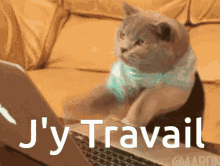 Cat Busy GIF - Cat Busy Fast GIFs