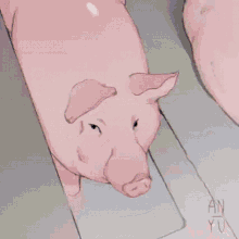 a drawing of a pig with the letters an on the bottom right