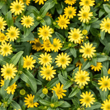 a bunch of yellow flowers with green leaves