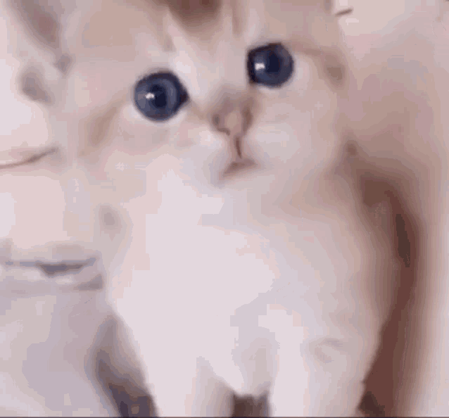 Cute Cat Kitten Bite GIF - CuteCat KittenBite BiteMyLip - Discover