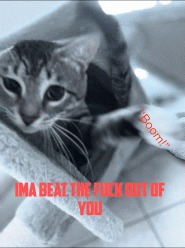 cats angry Memes & GIFs - Imgflip