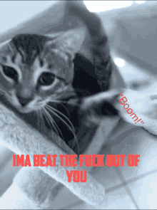 Angry Cat GIF - Angry Cat GIFs