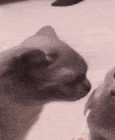 two cats are standing next to each other on a table and one of them is looking at the camera .