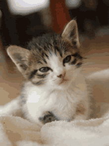 Cat Cute GIF - Cat Cute Kitten GIFs