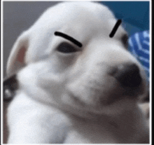 a white puppy with a black stripe on its eyebrow