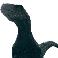 a close up of a dinosaur 's face with a white background