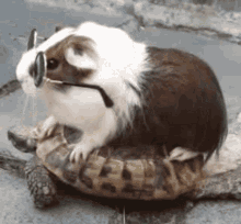 Driver Turtle Cool GIF - Driver Turtle Cool Funny GIFs