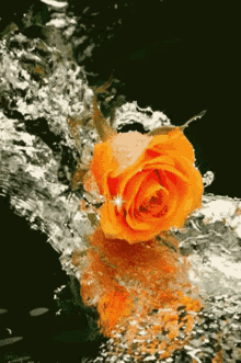 Rose Orange Rose GIF - Rose Orange Rose Water GIFs