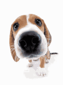 Animalitos GIF - Puppy GIFs