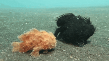 a black fish and a yellow fish are swimming in the water