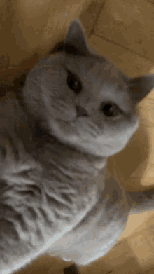 Luni Cat GIF - Luni Cat Cute GIFs