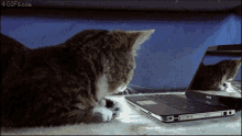 a cat is looking at a dell laptop computer