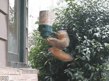 party going nuts squirrel spinning