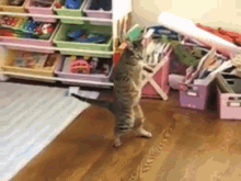 Play Me Out! GIF - Cat Walk Wtf GIFs