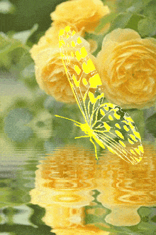 a yellow butterfly is reflected in the water surrounded by yellow flowers