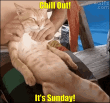 chill out its sunday kitten massage