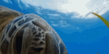 Blue Planet Turtle GIF - Blue Planet Turtle Feed GIFs