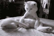 Cat Tail GIF - Cat Tail White Cat GIFs
