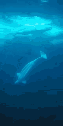 Mad Whale GIF