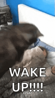 Wake Up Dog GIF
