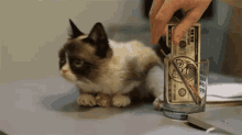 Curious GIF - Grumpy Cat Cat Dollar GIFs