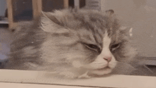 Cat Tired GIF - Cat Tired Cute GIFs