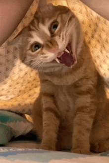 a cat with its mouth open looks like it is screaming