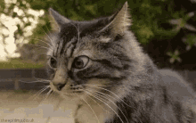 CRAZY CAT EYES!  Cats, Best cat gifs, Silly cats