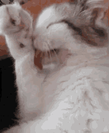 Galak Cat GIF - Galak Cat Cute GIFs