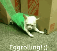 Eggrolling Funny GIF - Eggrolling Funny Cute GIFs