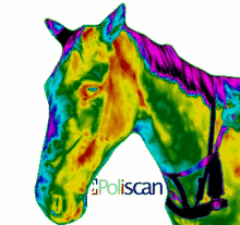horse thermal