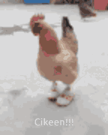 Skander Cicken GIF - Skander Cicken Cikeen GIFs
