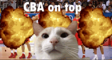 Cat Basketball GIF - Cat Basketball GIFs