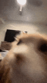 Cat Silly GIF - Cat Silly Angry GIFs