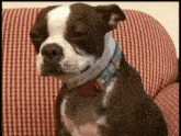 a brown and white dog wearing a blue collar is sitting on a checkered couch