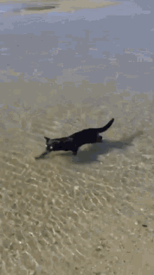 Swimming Cat Swimming Kitty GIF - Swimming Cat Swimming Kitty Silly Kitty GIFs