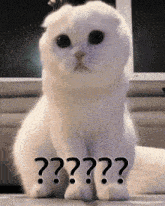 Question Mark Cat GIF - Question Mark Cat Confused GIFs