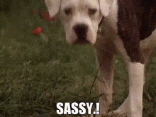 Sassy GIF - Sassy GIFs