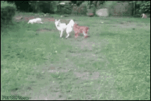 Dog Hedge GIF - Dog Hedge Jump GIFs